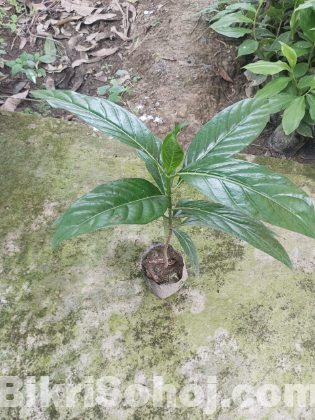 ননী ফলের চারা